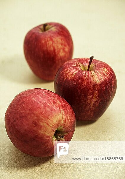 Malus domestica  Kulturapfel  Apfel  Äpfel  Rosengewächse  Royal Gala Apple  malus domestica