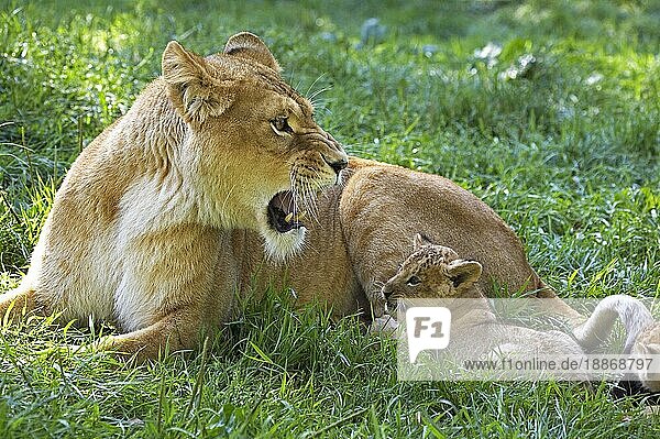 Afrikanischer Löwe (panthera leo)  Mutter und Junges