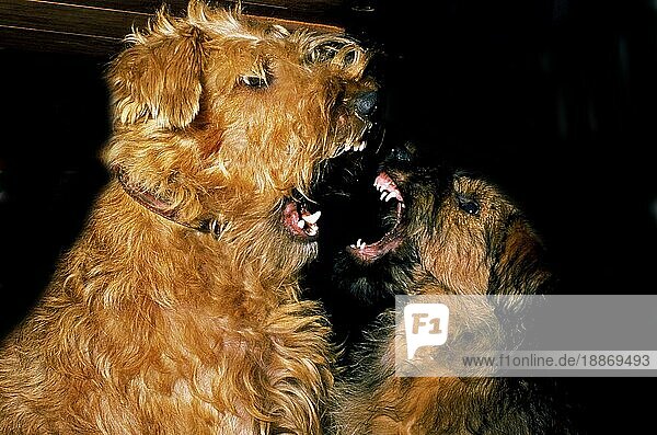 Irish Terrier  adult und Welpe knurrend  Aggressive Körperhaltung