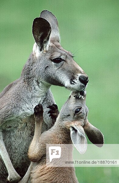 Junges Rotes Känguru (Macropus rufus) grüßt Erwachsener