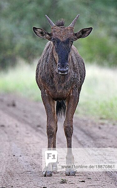 Junges Streifengnu (Connochaetes taurinus)  junges Streifengnu  S