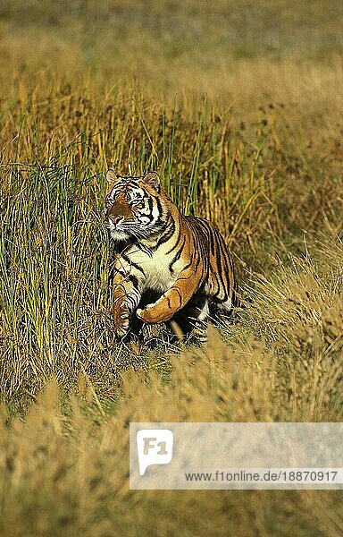 Königstiger (panthera tigris tigris)  ERWACHSENER LÄUFT DURCH LANGE GRASFLÄCHEN