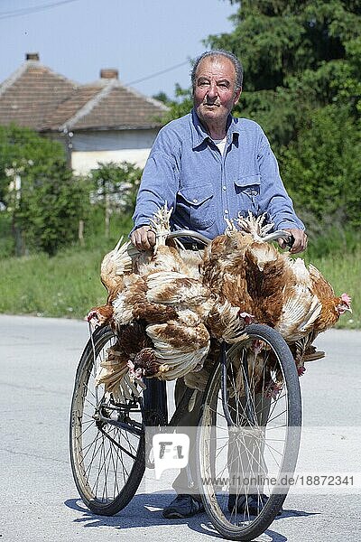Mann transportiert lebende Hühner mit Fahrrad  Haushuhn  Henne  Hennen  Bulgarien  Europa