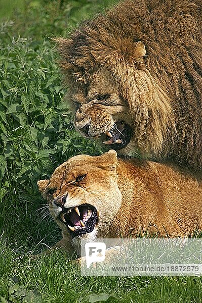 Afrikanischer Löwe (panthera leo)  Paarung