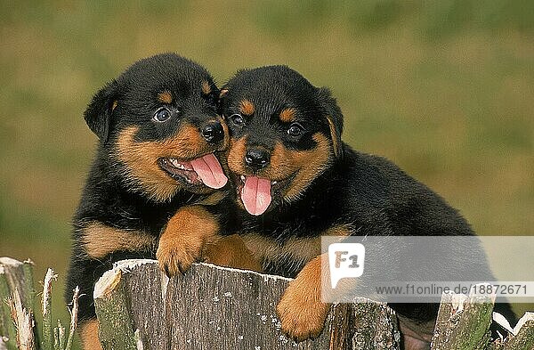 Rottweiler Hund  Welpe am Stock