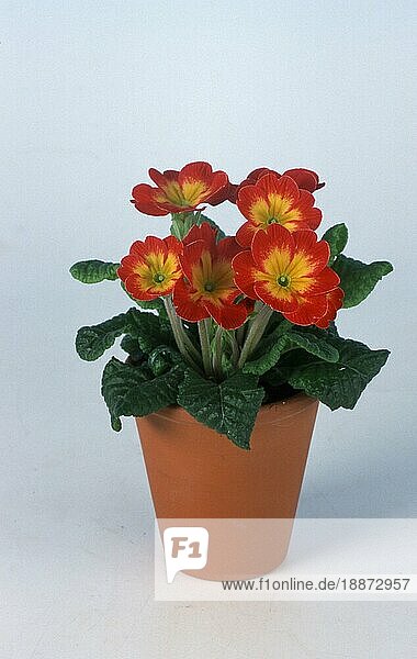 Primrose  Primel (Primula)  Blumen  Gartenpflanzen Primelgewächse (Primulaceae)  Frühling  Blumentopf  Freisteller  Objekt  innen  Studio