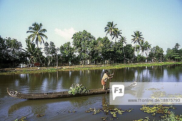 Ein Mann transportiert Kochbananen auf einem Boot  Backwaters of Kerala  Südindien  Indien  Asien