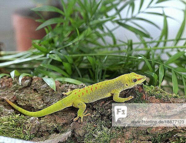 Madagaskar Giant Day Gecko (Phelsuma madagascariensis grandis)
