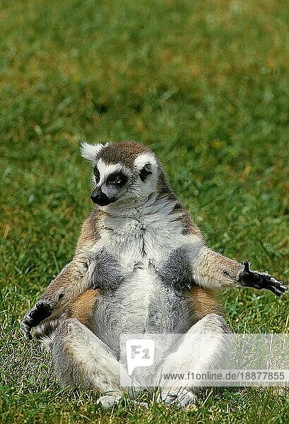 Ringelschwanzlemur (lemur catta)  Erwachsene sitzend