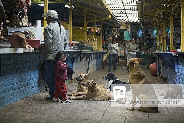 Straßenhund betteln um Futter  Otavalo  Provinz Imbabura  Ekuador
