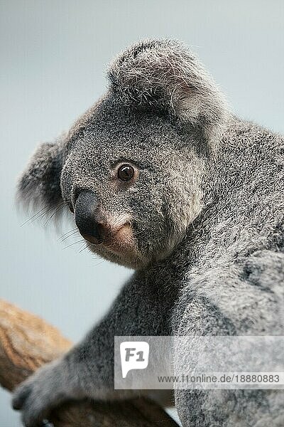 Koala (phascolarctos cinereus)  adult