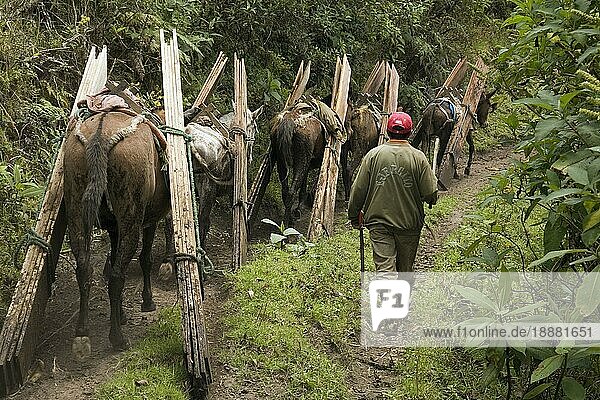 Pferde und Maultiere tragen Bretter  Transport aus dem Wald ins Tal  Casarpamba  Provinz Imbabura  Ekuador  Hauspferd  Maultier
