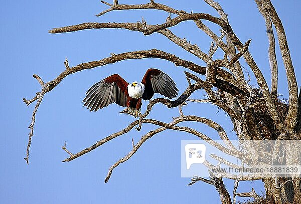 African Fish Eagle on tree  African Fish Eagle  S