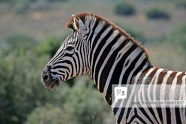 Zebra  Steppenzebra  S