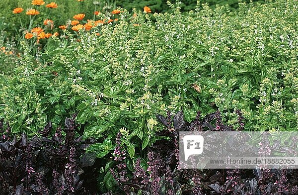 Basil  Basilikum (Ocimum basilicum)  Gewürzpflanzen  pot herbs  Lippenblütler  Labiatae  Querformat  horizontal