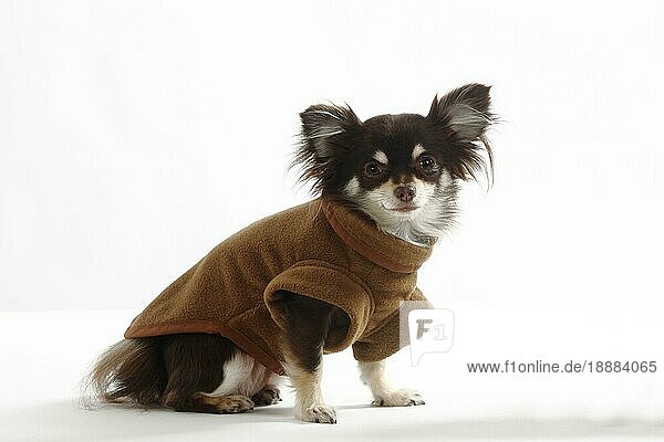 Chihuahua  langhaarig  Mantel  Mäntelchen  Schutzkleidung  Hundebekleidung