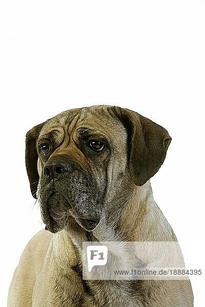 Cane Corso  Hunderasse aus Italien  Porträt eines Erwachsenen vor weißem Hintergrund