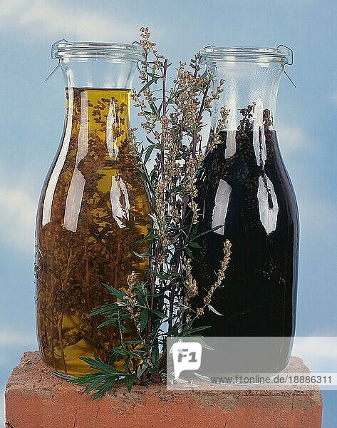 Mugwort spirits and oil (Artemisia vulgaris)  Beifuss-Schnaps und Beifuss-Öl  innen  Studio  indoor