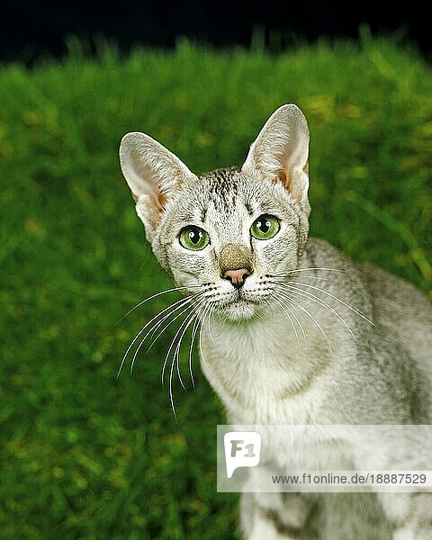 Orientalische Hauskatze  erwachsen mit grünen Augen