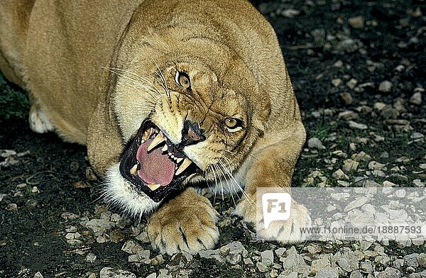 Afrikanischer Löwe (panthera leo)  Weibchen Knurrend