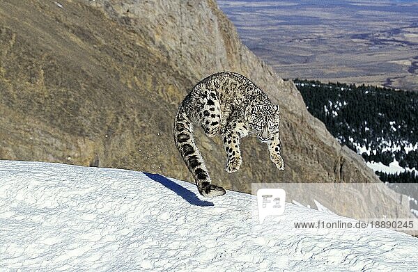 Schneeleopard oder Unze  uncia uncia  adult springend auf Schnee