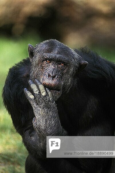 Schimpanse (Pan troglodytes)  Lustiges Gesicht