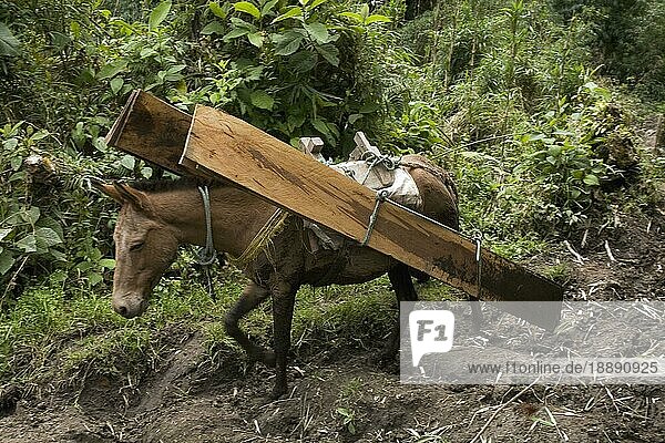 Maultier trägt Bretter  Transport aus dem Wald ins Tal  Casarpamba  Provinz Imbabura  Ekuador