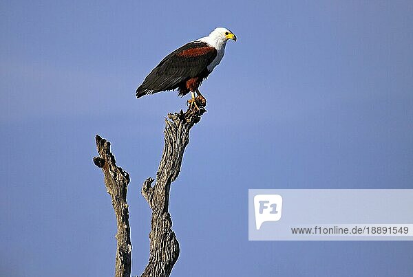African Fish Eagle  African Fish Eagle  S