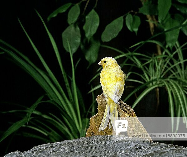 Kanarengirlitz (serinus canaria) oder Gesangskanarienvogel