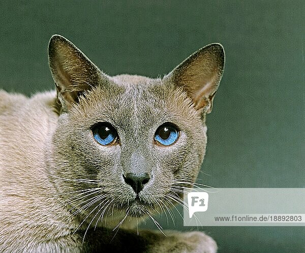 Blue Point Siam Hauskatze  Porträt mit blauen Augen