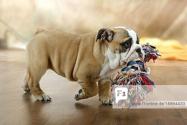 Spielzeug Englische Bulldogge