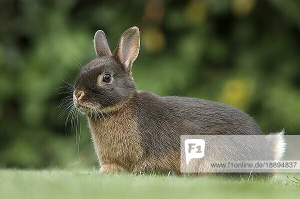 Dwarf Rabbit  Zwergkaninchen  Farbenzwerg Lohfarbig braun  Kaninchen  Hauskaninchen  außen  outdoor  seitlich  side