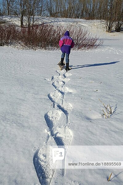 Wanderer mit Schneeschuhe  Boucherville Islands Park  Quebec  Schneeschuh  Schneeschuhe  Kanada  Nordamerika