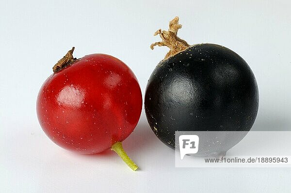 Schwarze Johannisbeere (Ribes nigrum) und Rote Johannisbeere (Ribes rubrum) 'Rovada'