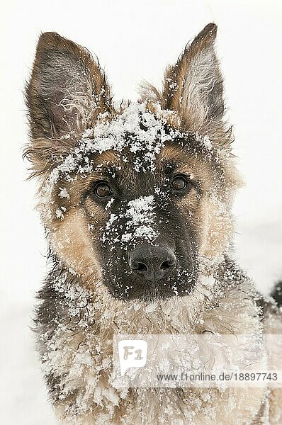 Deutscher Schäferhund (Canis lupus familiaris)  langhaariger Welpe  14 Wochen  im Schnee