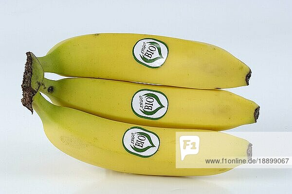 Bananas with label 'Bio'  Bananen (Musa) mit Etikett 'Bio'  Bioobst