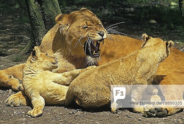 Afrikanischer Löwe (panthera leo)  Weibchen knurrend mit Jungtier