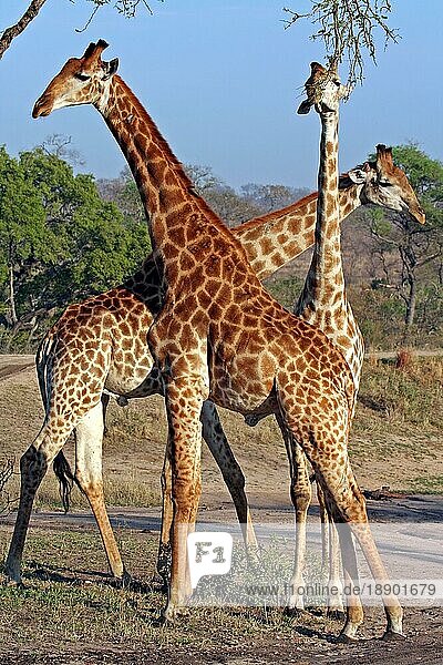 Afrikanische Giraffe  S