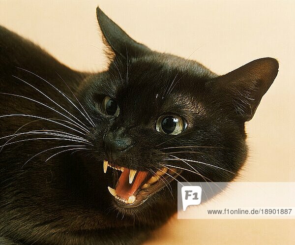 Zibeline Burmese Hauskatze  Porträt einer erwachsenen knurrenden Katze 091292 Gerard LACZ