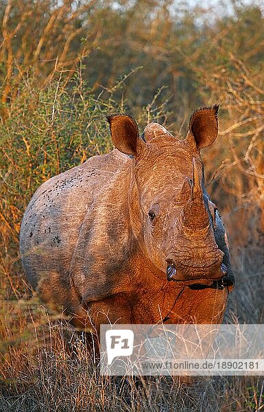 Red evening light on young white rhino in Kruger National Park  S