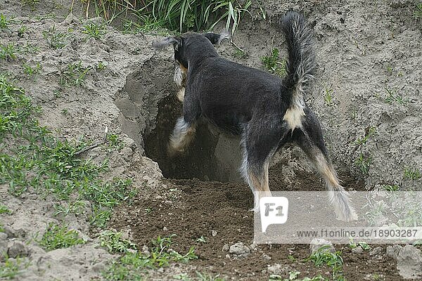 Mischlingshund  gräbt  graben  grabend