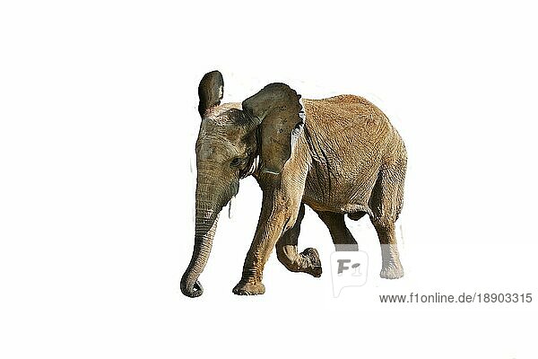 AFRIKANISCHER ELEFANT (loxodonta africana)