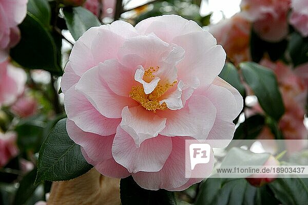 Kamelie (Camellia japonica) 'Show Time'  Teestrauchgewächse (Theaceae)