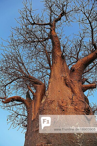 Baobab im Abendlicht  Affenbrotbaum  Makgadikgadi-Salzpfannen  African Baobab  Botsuana