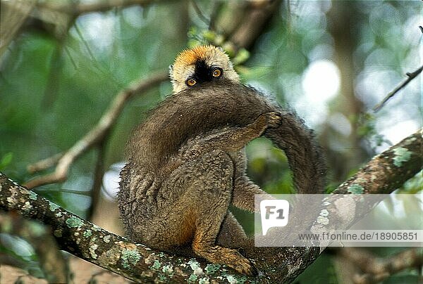 Brauner Lemur (eulemur fulvus)  Schwanzpflege