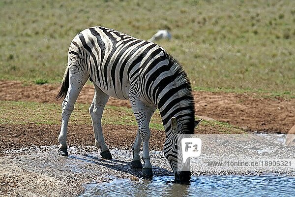 Zebra  Steppenzebra  S