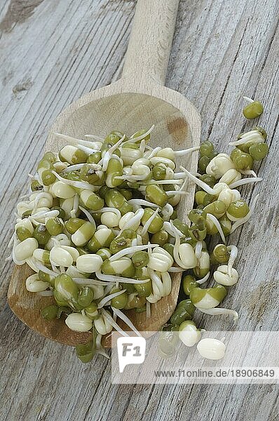 Mung bean sprouts on wood spoon (Vigna mungo) (Phaseolus mungo)  Mungobohnen  Sprossen auf Holzlöffel  Jerusalembohnen (Phaseolus radiatus) Keimlinge
