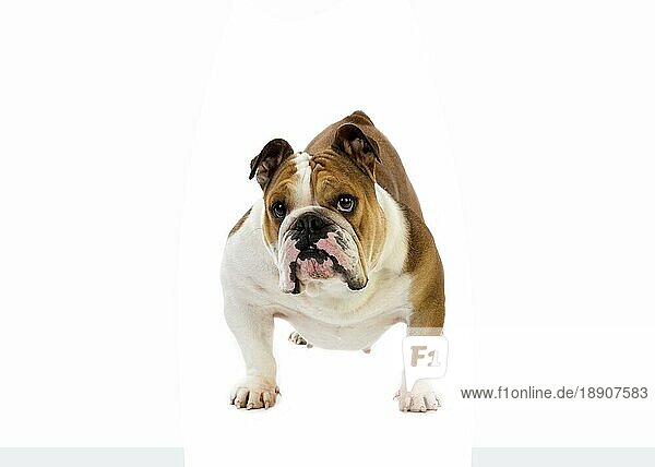 Englische Bulldogge  weiblich vor weißem Hintergrund