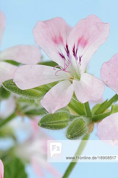 Duft-Pelargonie (Pelargonium) Sweet Mimose