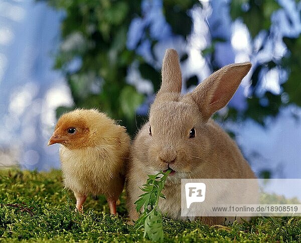Domestic Fowl  chick and young Rabbit  Haushuhn  Küken und Kaninchen  Jungtier  portfolio_tierfreundschaften  Kaninchen